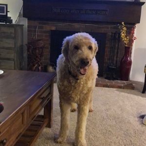 Meet your Posher, Nurit